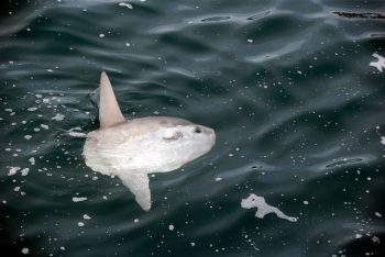 A sunfish with its dorsal fin and upper body above the water surface in the ocean.