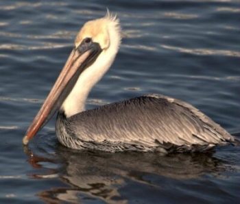 A pelican with a long beak and white head floats on calm water.