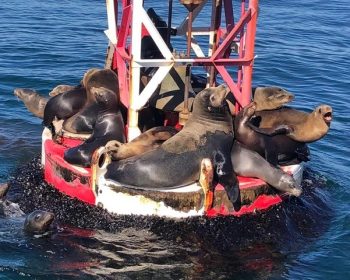 Several sea lions are resting on a red and white buoy in the ocean with water visible in the background.
